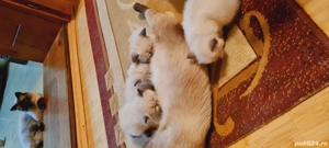 pisici pui  - imagine 4