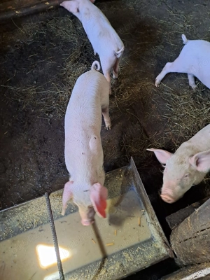 Vând purcei - imagine 3