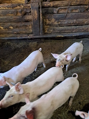 Vând purcei - imagine 2