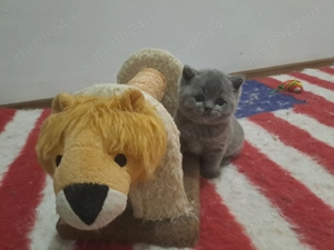 Pui British Shorthair blue & golden cu pedigree