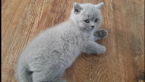 Pui British Shorthair blue & golden cu pedigree - imagine 3