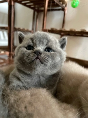 Pui British Shorthair blue & golden cu pedigree - imagine 2