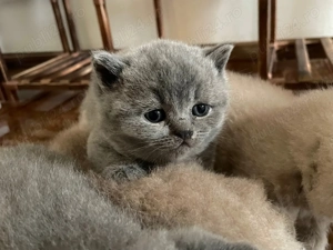 Pui British Shorthair blue & golden cu pedigree - imagine 4