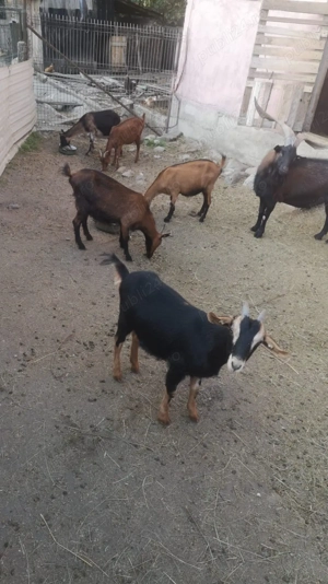 Vând 12 capre - imagine 4