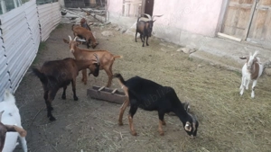 Vând 12 capre - imagine 3