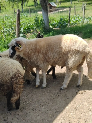 Berbec breaz 2 ani jumate - imagine 3