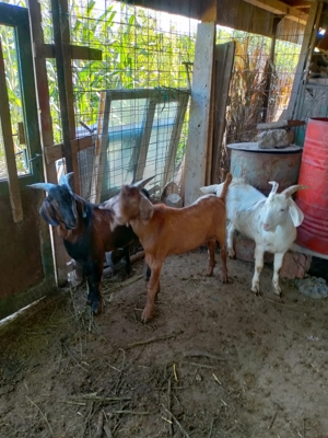 Iezi anglonubieni - imagine 3