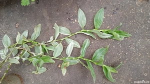 planta in ghiveci tradescantia albiflora
