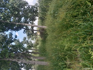 Plantatie de Paulownia - imagine 4