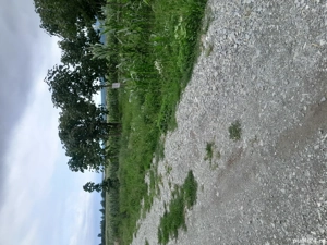 Plantatie de Paulownia - imagine 2