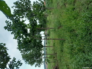 Plantatie de Paulownia - imagine 3