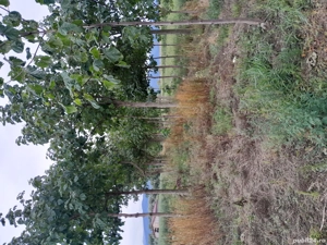 Plantatie de Paulownia - imagine 5