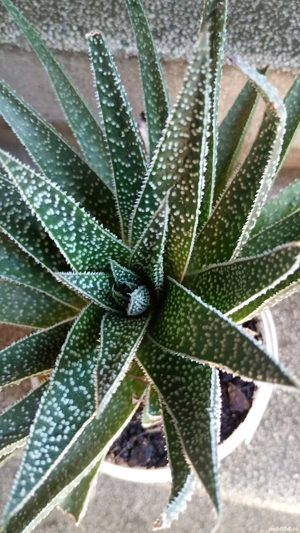 Aloe Aristata
