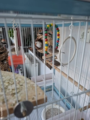 Vând zebre australiene ( cinteze ) - imagine 3