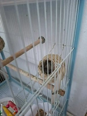 Vând zebre australiene ( cinteze ) - imagine 2