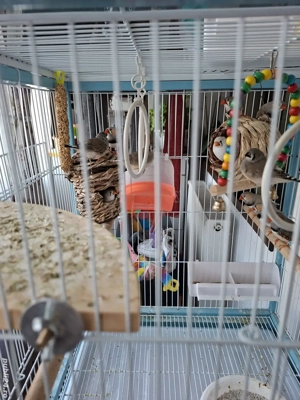 Vând zebre australiene ( cinteze ) - imagine 4