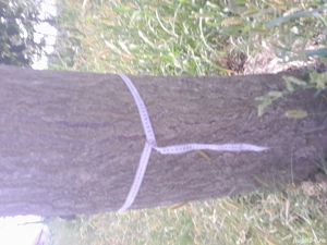 Copaci de Paulownia  - imagine 2