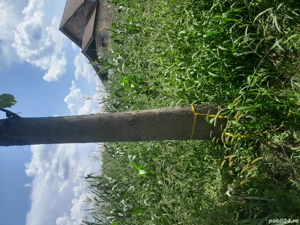 Copaci de Paulownia  - imagine 3