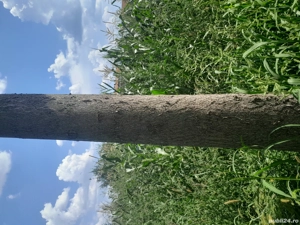 Copaci de Paulownia  - imagine 4