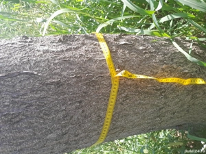 Copaci de Paulownia  - imagine 5