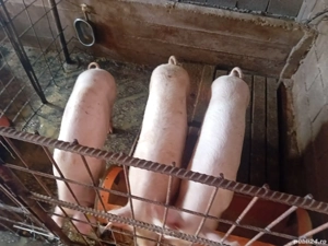 Porci de vanzare - imagine 2