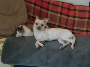 Pincher, cautam catelusa!