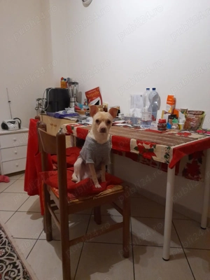 Pincher, cautam catelusa! - imagine 2 Pincher, cautam catelusa! - imagine 2