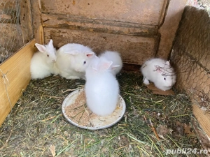 vand iepuri cap de leu 