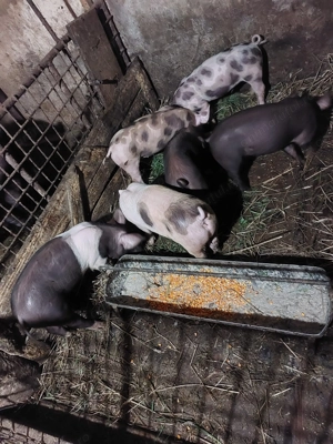 Vând purcei  - imagine 2 Vând purcei  - imagine 2