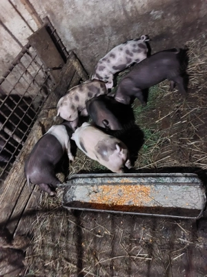 Vând purcei  - imagine 3 Vând purcei  - imagine 3