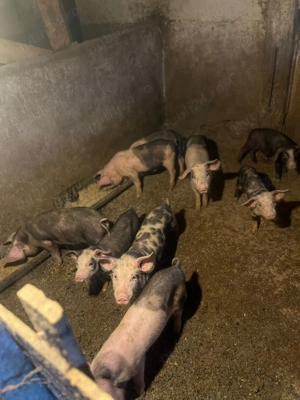 Purcei de vanzare 3 luni 350 bucata