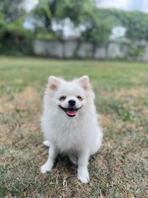 Cavaliere king charles superbi (nu beagle ,coker)