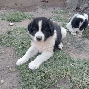  fetite ciobanesc romanesc de bucovina - imagine 2