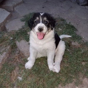  fetite ciobanesc romanesc de bucovina - imagine 3