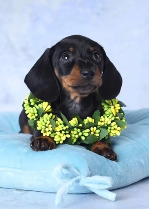 Disponibili pui Teckel - energie, inteligența  și devotament! - imagine 3