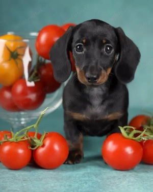 Pui rasă Teckel din linii atentă selectionate