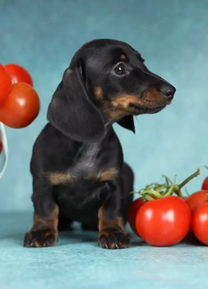 Pui rasă Teckel din linii atentă selectionate - imagine 2