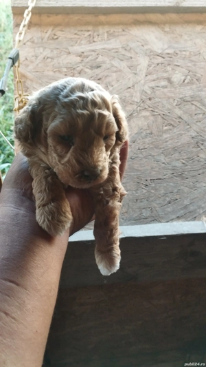 se vinde pudel diferite culori si marimi - imagine 3