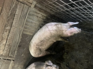 Porc pentru sacrificat 
