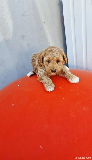 se vinde pudel diferite culori si marimi - imagine 2