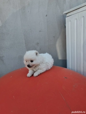 Pomeranian cauta casa noua - imagine 3