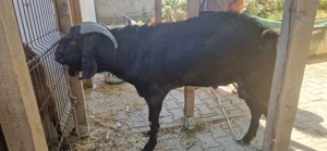 De vanzare  TAP rasa Anglo-nubiană