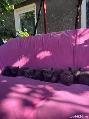 Vand pisici British Shorthair!