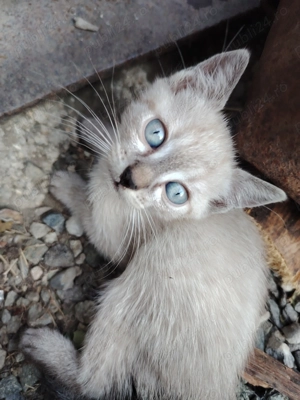 Pisica birmaneaza - imagine 3