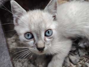 Pisica birmaneaza - imagine 2