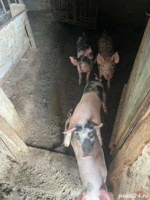 Vand purcei Pietrain si Pic, de 3 luni - imagine 4 Vand purcei Pietrain si Pic, de 3 luni - imagine 4