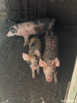 Vand purcei Pietrain si Pic, de 3 luni - imagine 3 Vand purcei Pietrain si Pic, de 3 luni - imagine 3