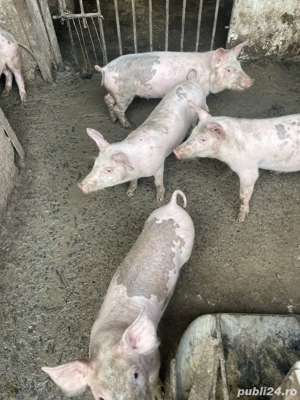 Vand purcei Pietrain si Pic, de 3 luni - imagine 2 Vand purcei Pietrain si Pic, de 3 luni - imagine 2