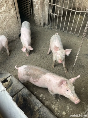 Vand purcei Pietrain si Pic, de 3 luni - imagine 5 Vand purcei Pietrain si Pic, de 3 luni - imagine 5