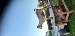 Vind țap anglo nubian